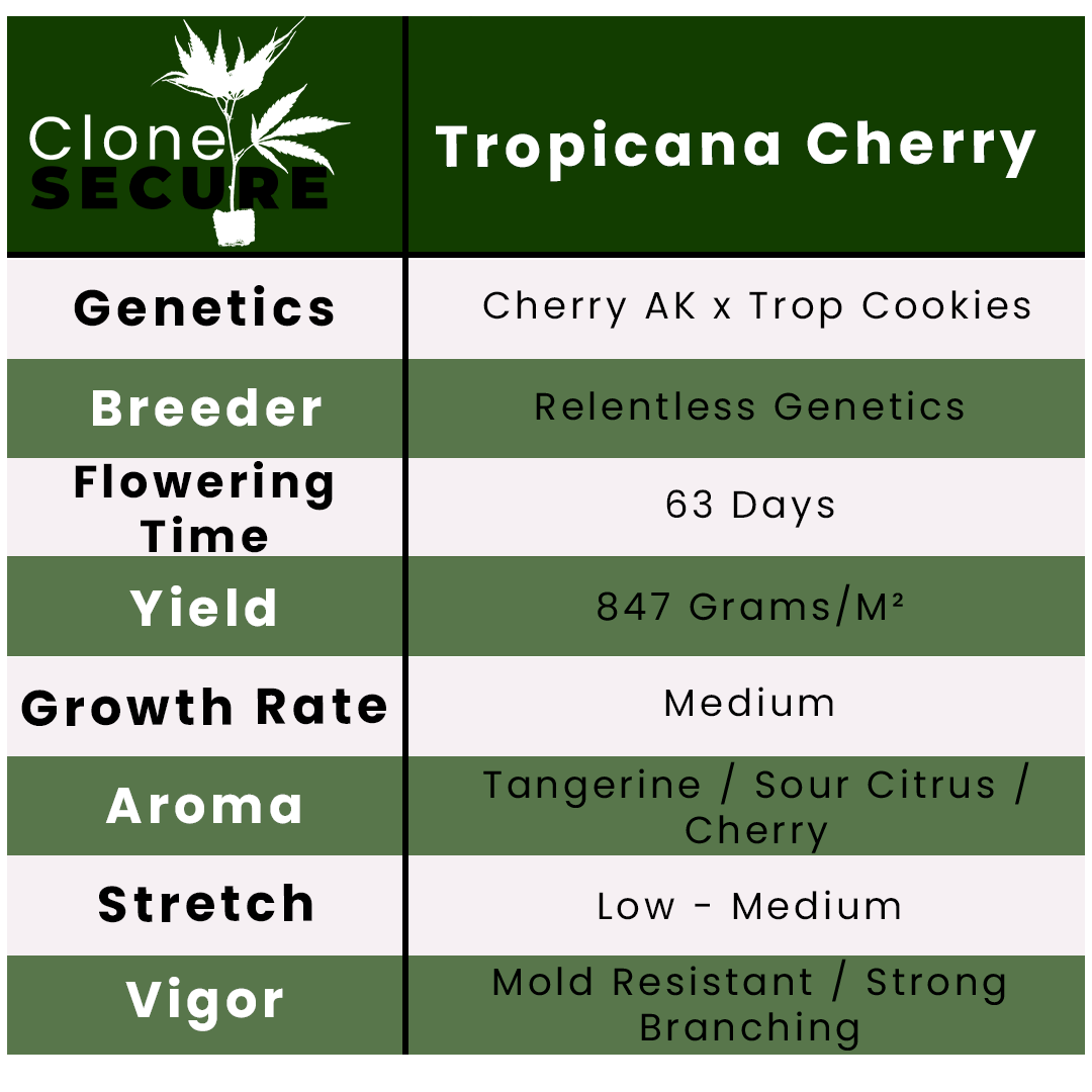 Tropicana Cherry